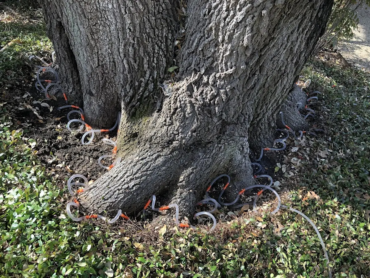 Detailed Tree Cabling and Bracing job site in Iberia